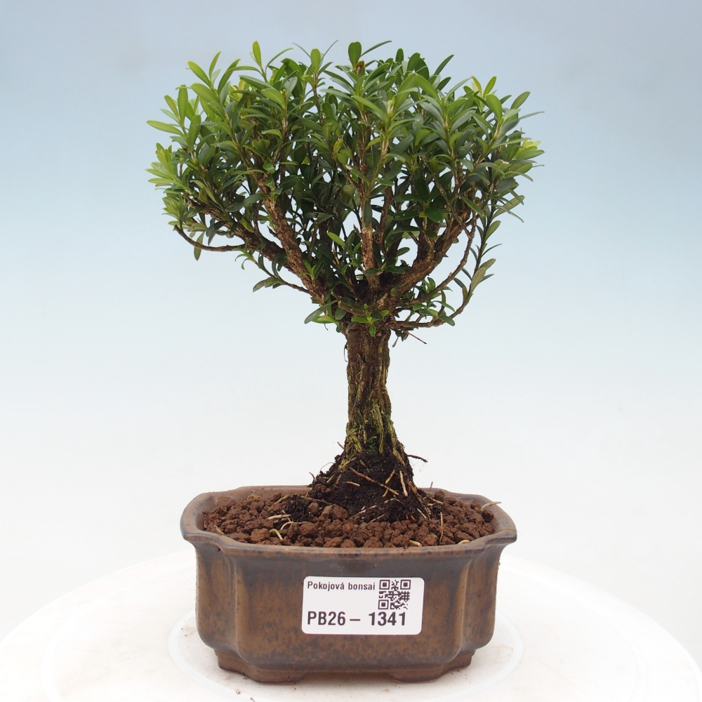 Bonsaï de chambre - Buxus harlandii - buxus liège