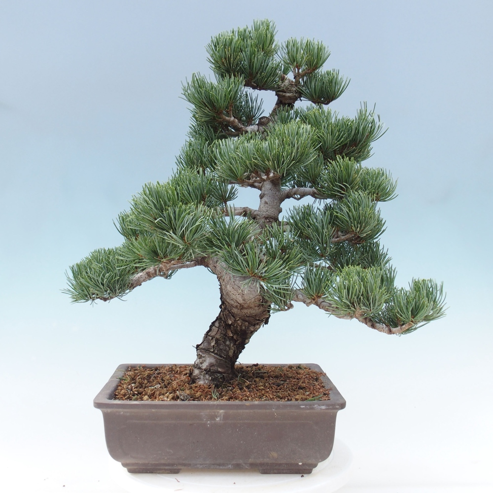 Bonsaï d'extérieur - Pinus parviflora - Pinus parviflora