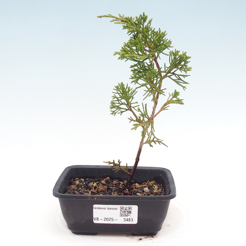 Bonsaï d'extérieur - Juniperus chinensis Itoigawa
