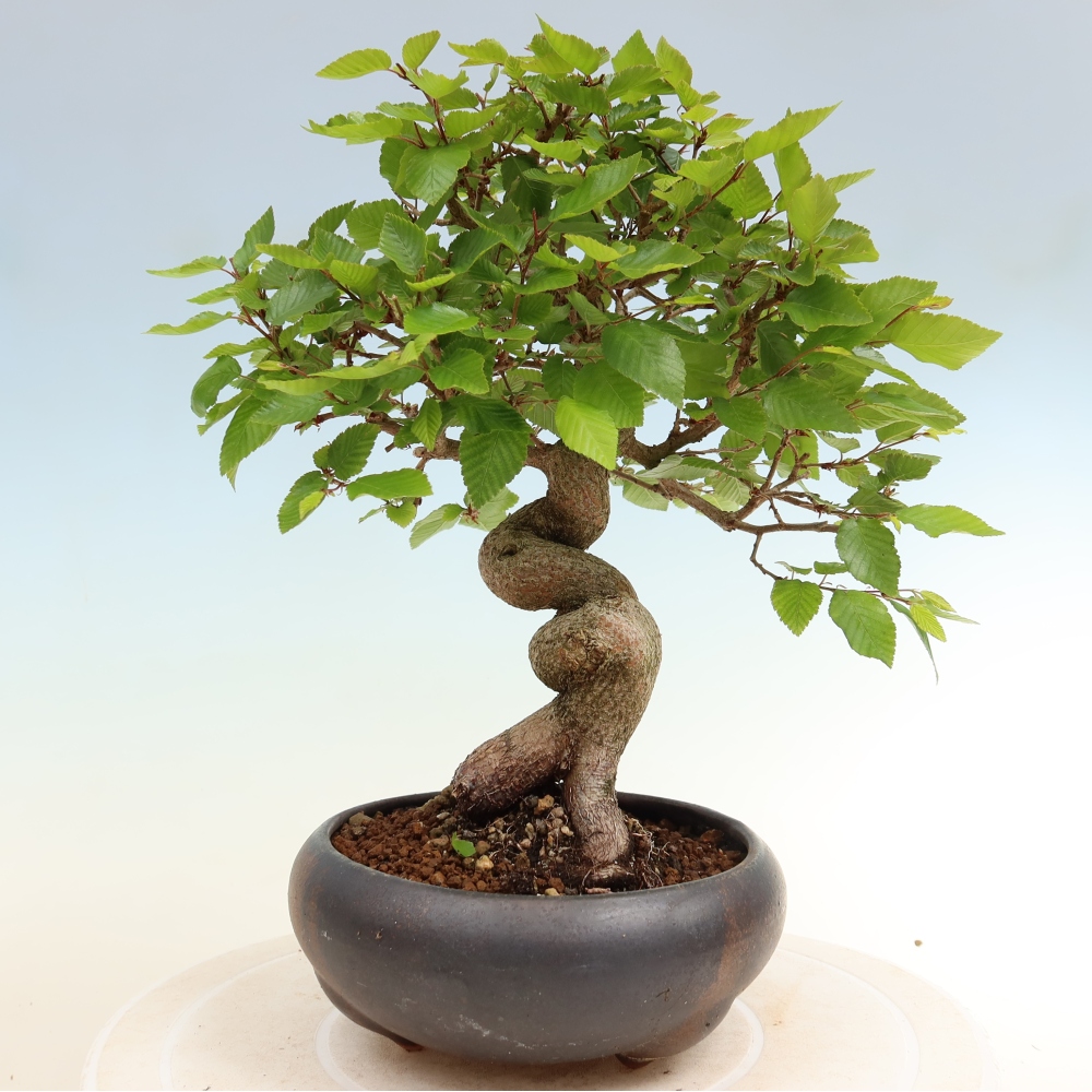 Bonsaï d'extérieur -Carpinus Coreana - Charme de Corée