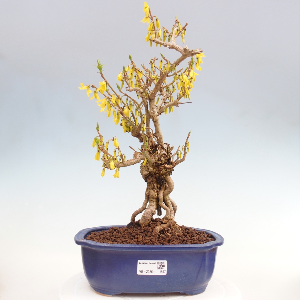 Bonsaï d'extérieur - Zlatice - Forsythia koreana