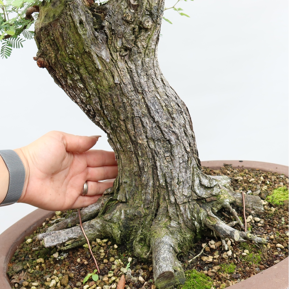 Bonsaï de chambre - Acacias Arabica