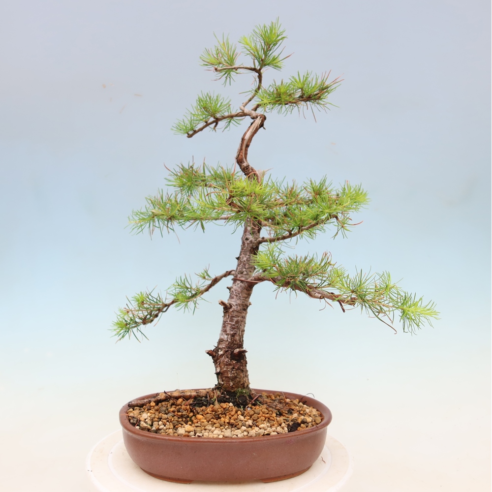 Bonsaï d'extérieur -Larix decidua - Mélèze