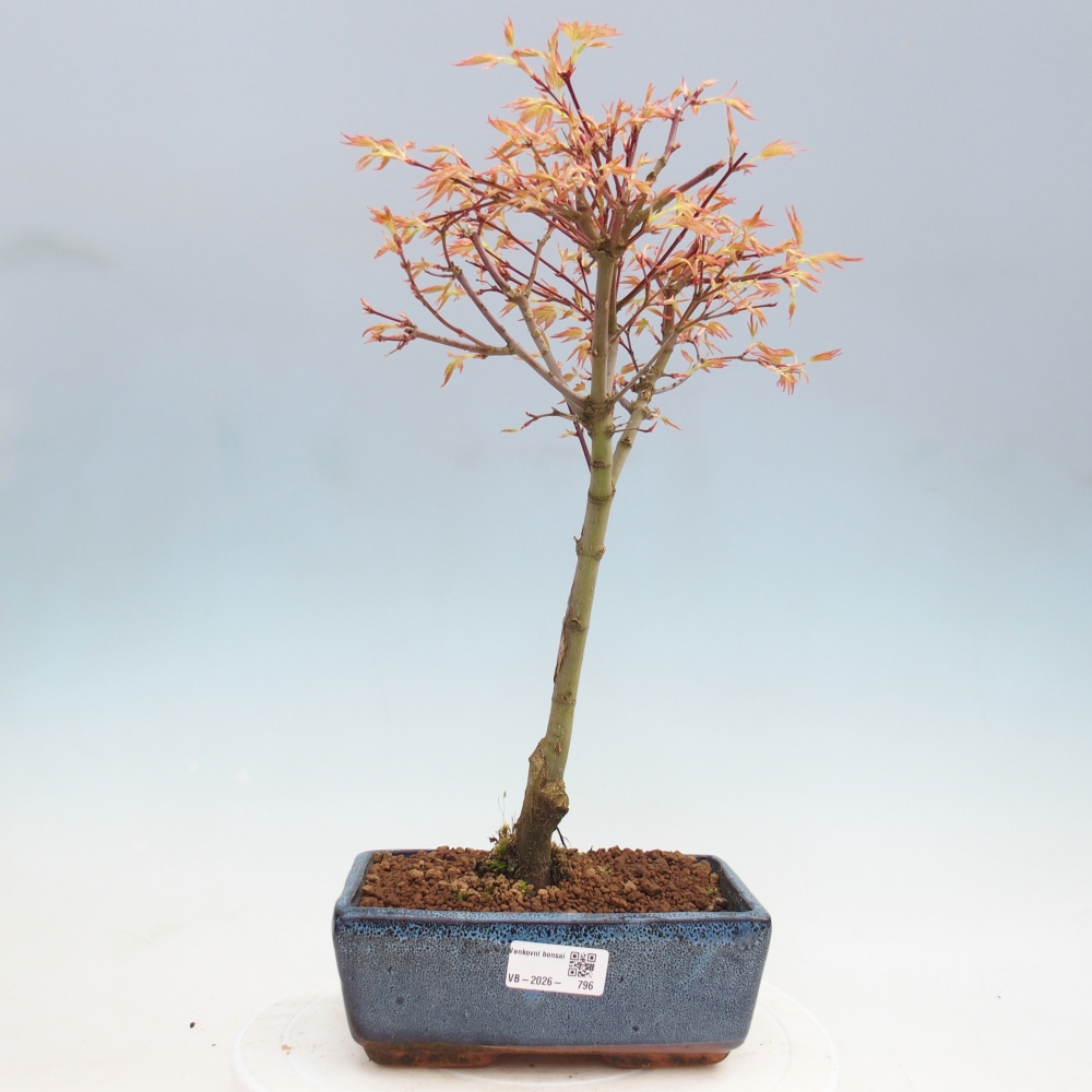 Érable de Norvège - Acer palmatum Beni Tsukasa