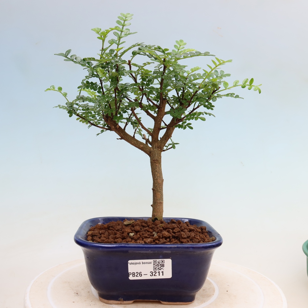 Salle bonsaï - Zantoxylum piperitum - arbre à poivre