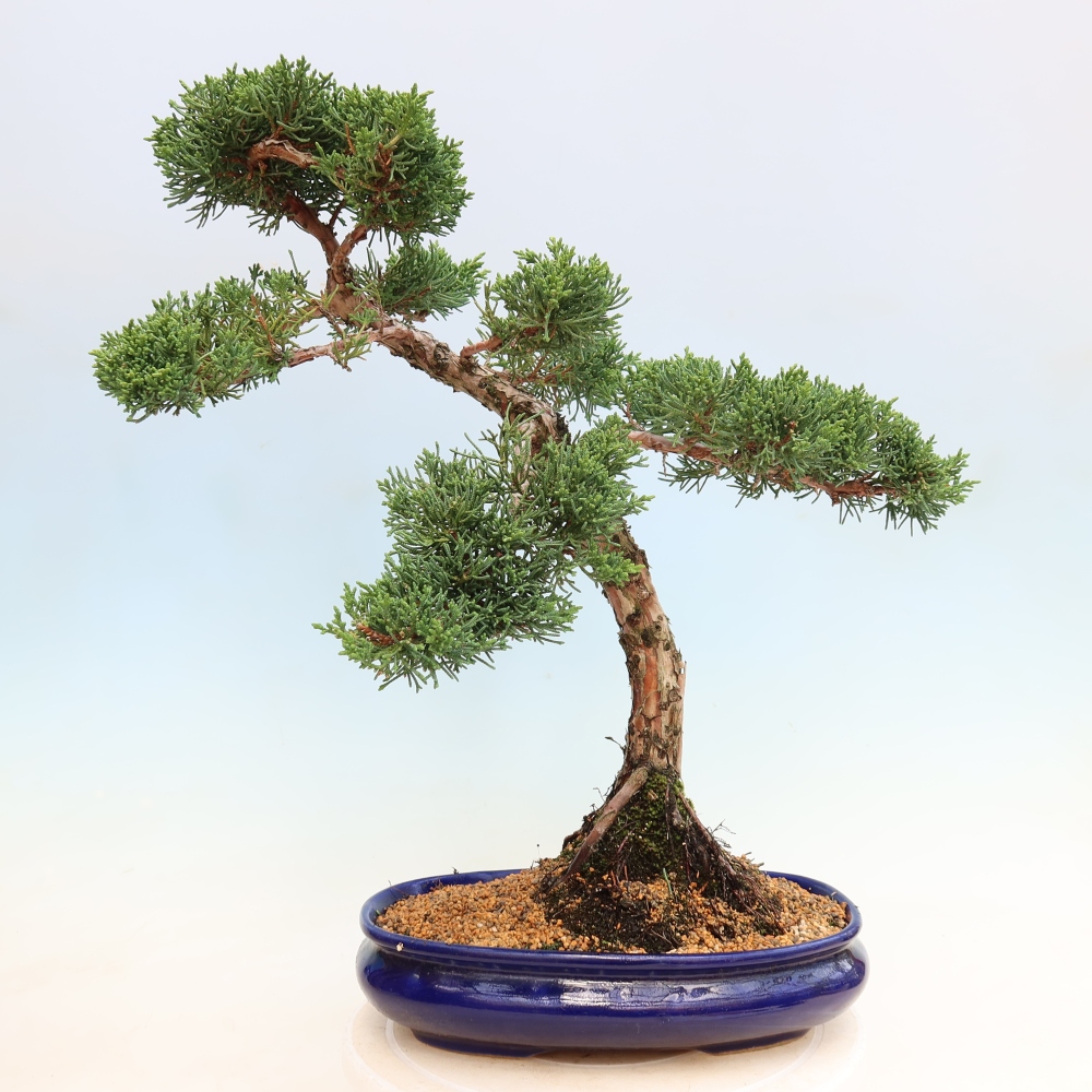 Bonsaï d'extérieur - Juniperus chinensis Kishu