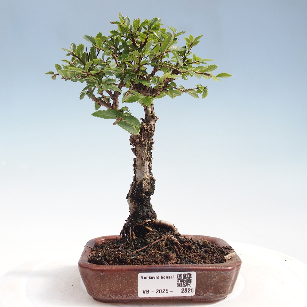 Bonsaï d'extérieur - Zelkova - Zelkova NIRE