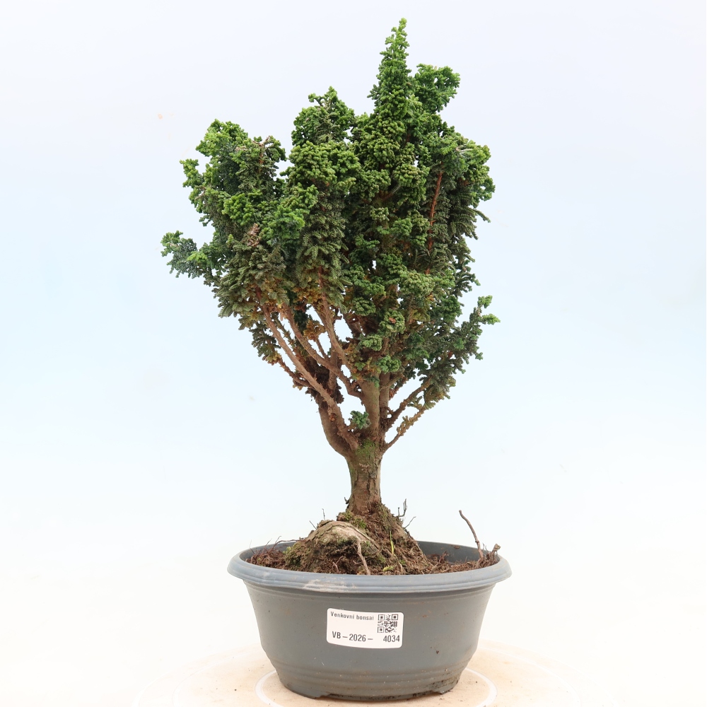 Bonsaï d'extérieur - Cham. obtusa SEKKA HINOKI - Cyprès