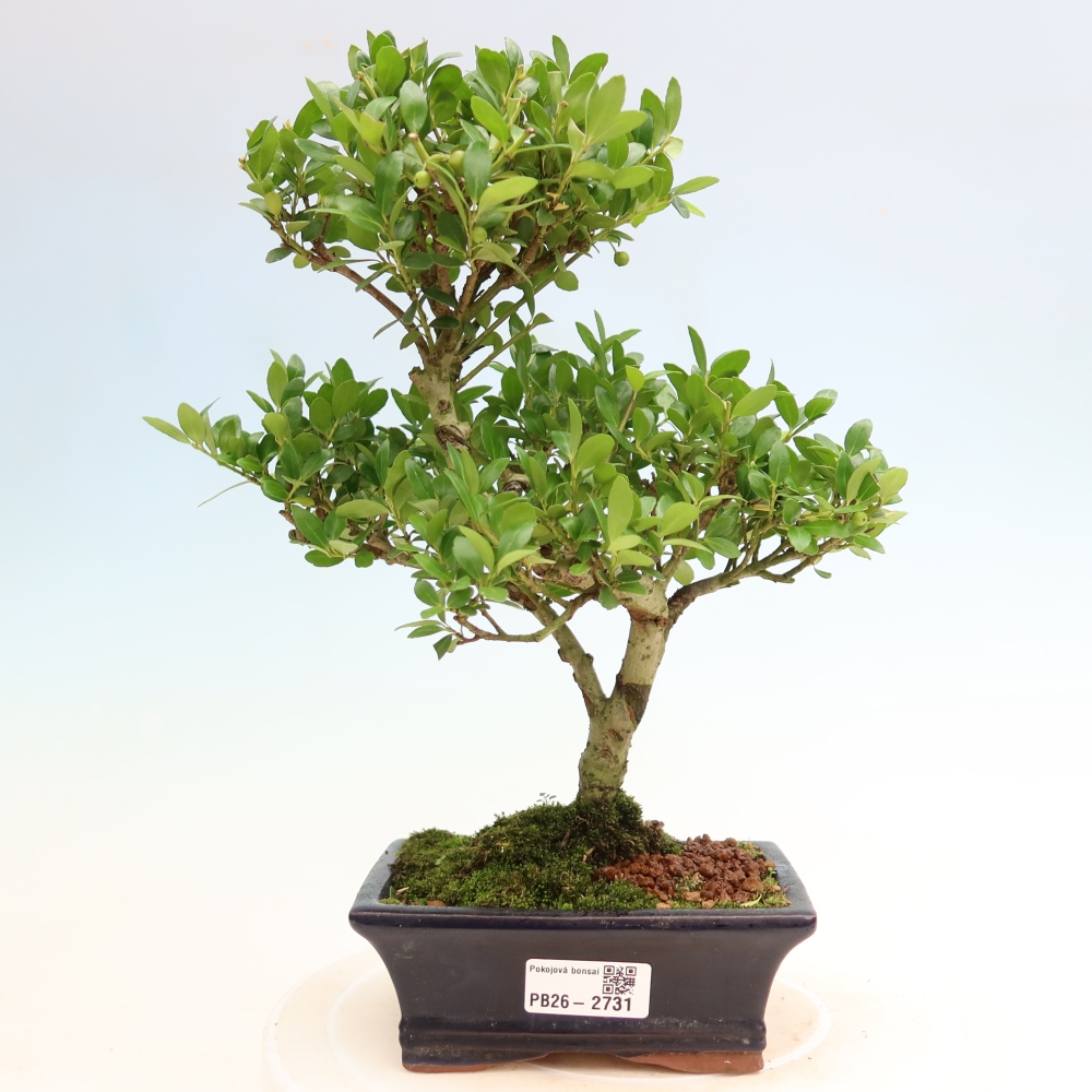 Bonsaï de chambre - Ilex crenata - Houx