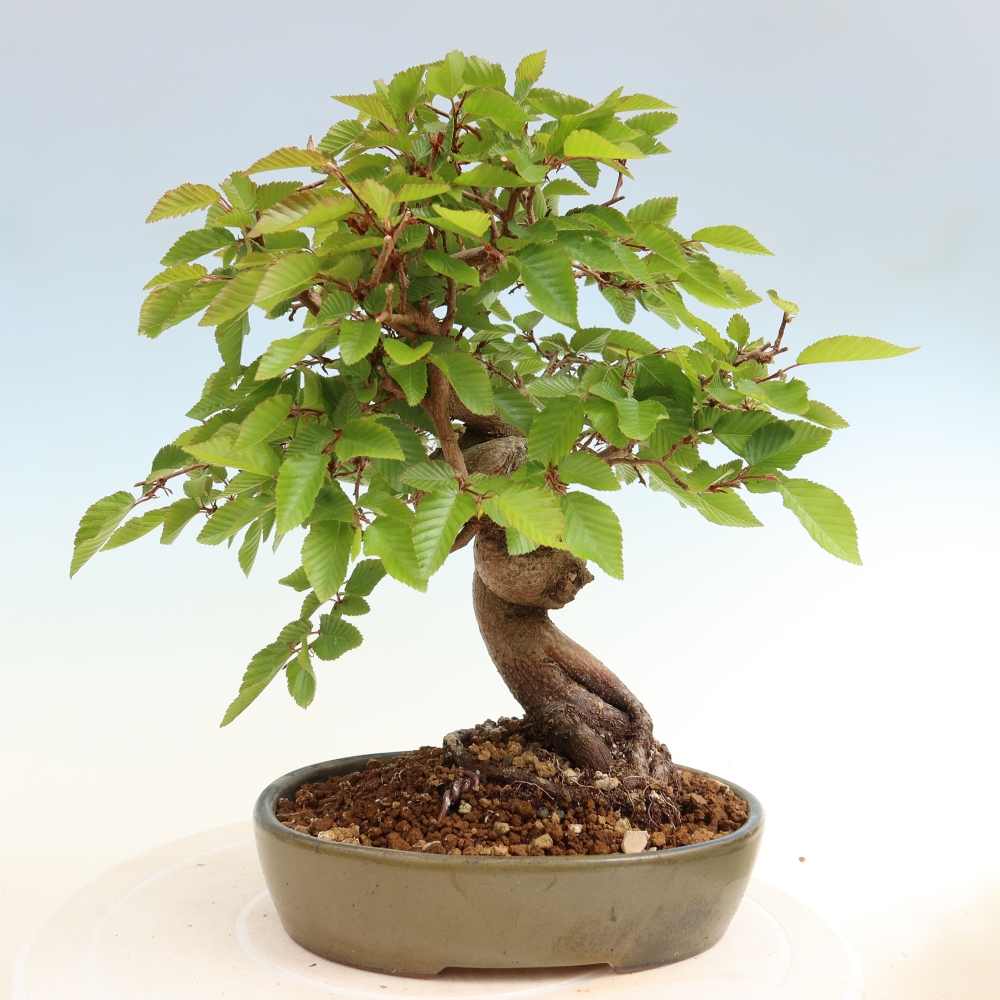 Bonsaï d'extérieur -Carpinus Coreana - Charme de Corée
