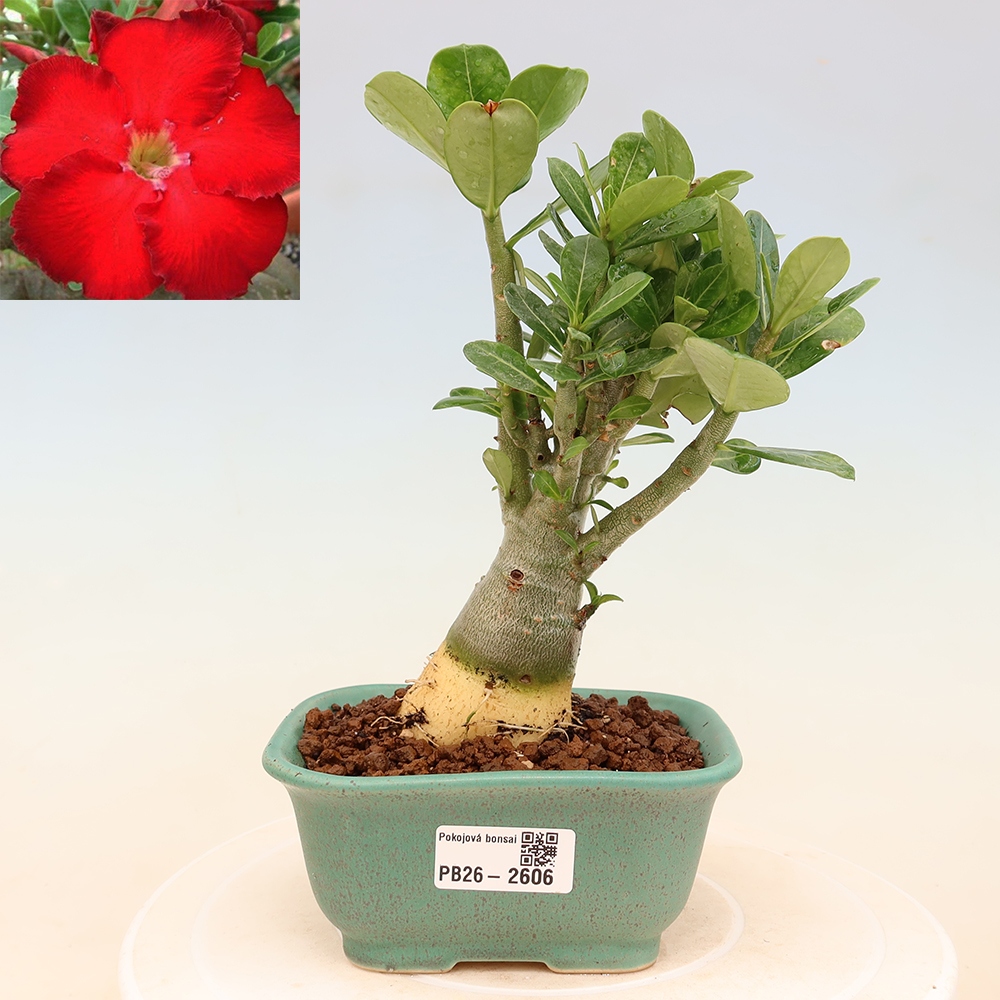 Bonsaï d'intérieur - Adenium obesum Red Star - Rose du désert