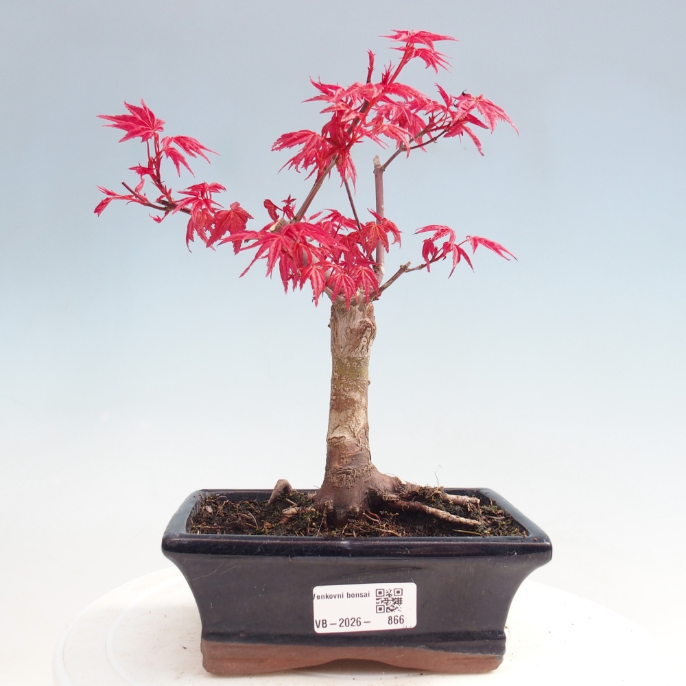 Bonsaï d'extérieur - Acer palmatum DESHOJO