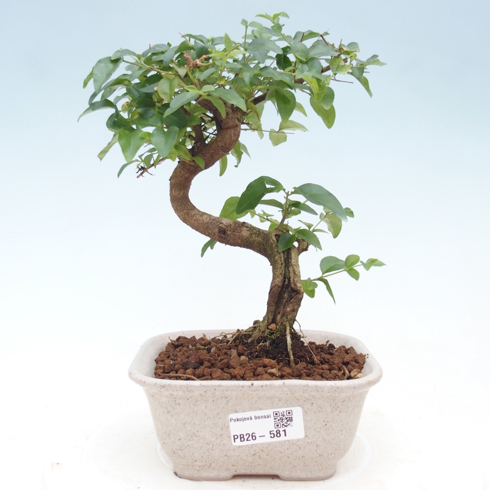 Bonsaï de chambre -Ligustrum chinensis - Bec d'oiseau