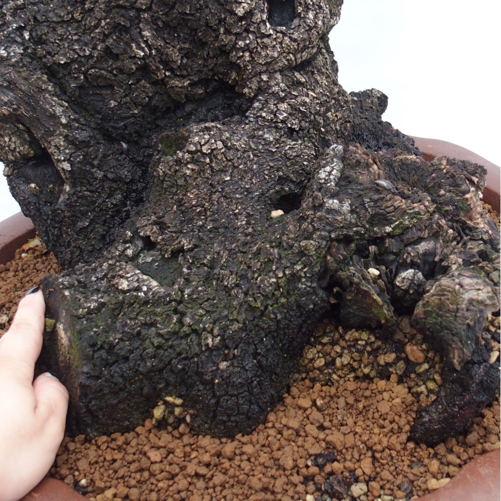 Yamadori - Quercus Ilex - Chêne vert