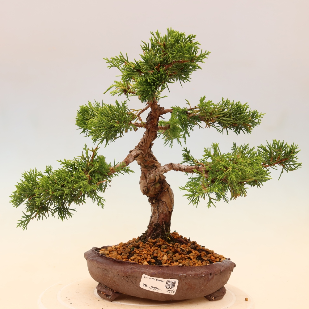 Bonsaï d'extérieur - Juniperus chinensis Itoigawa