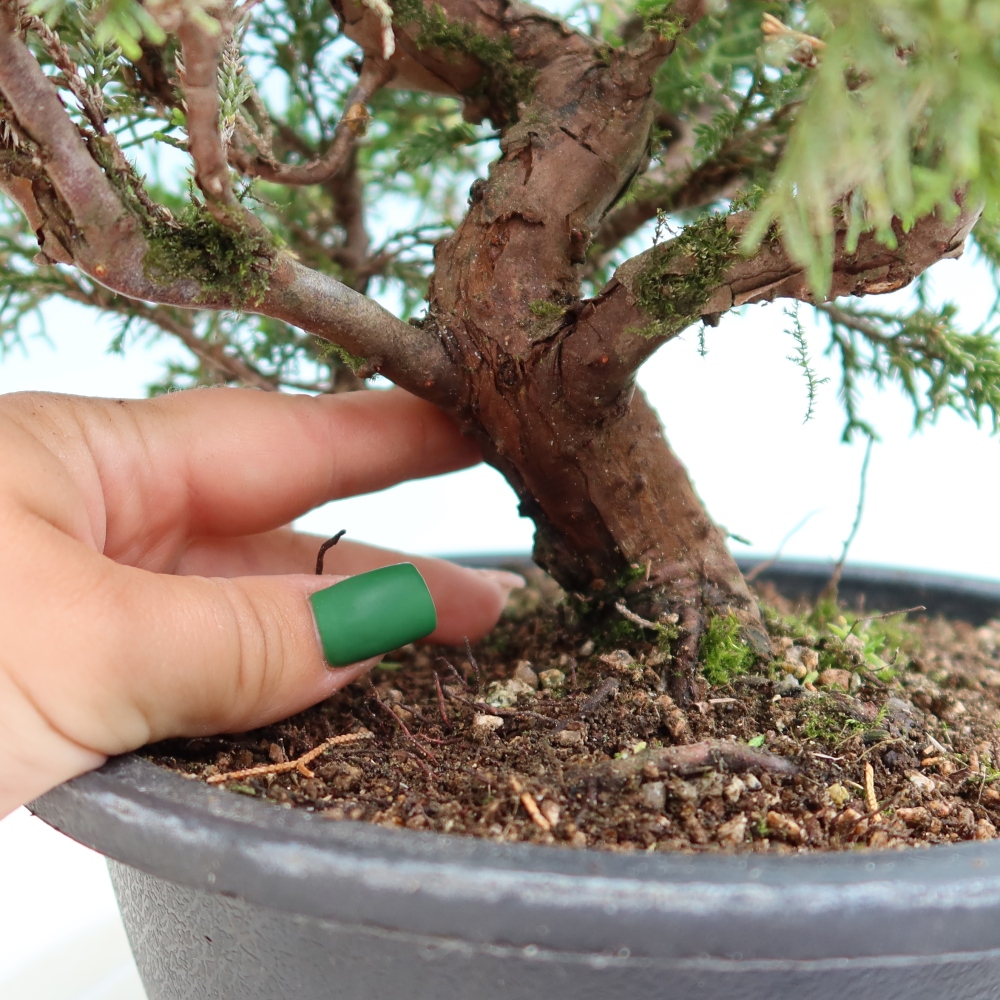 Bonsaï d'extérieur - Juniperus chinensis Itoigawa-Juniperus chinensis
