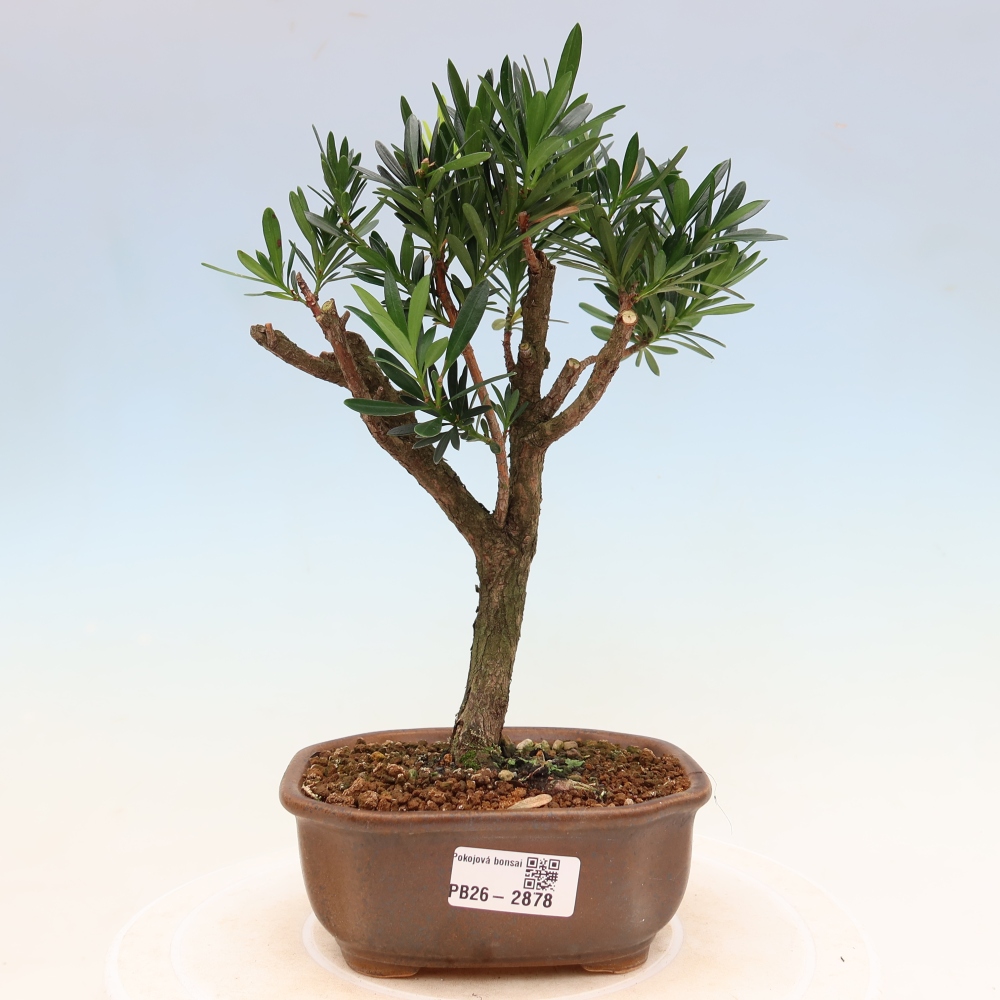 Salle bonsaï - Podocarpus - If en pierre