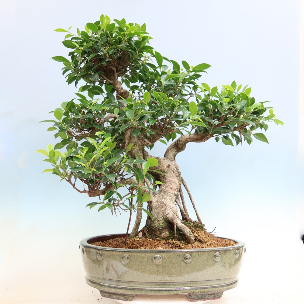 Salle bonsaï - Ficus kimmen - ficus à petites feuilles