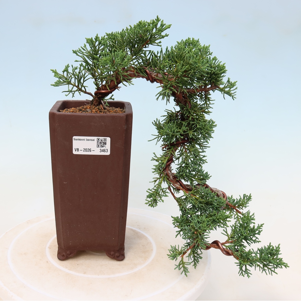 Bonsaï d'extérieur - Juniperus chinensis Kishu