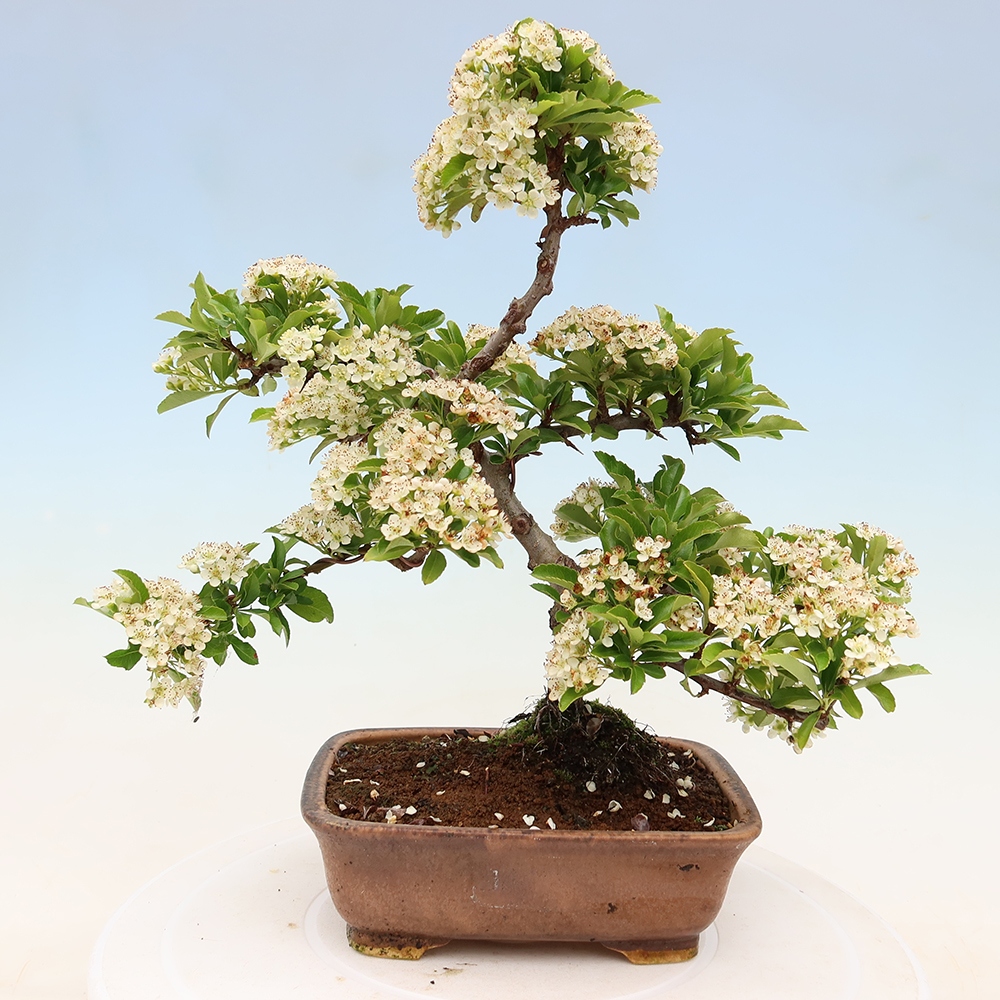 Bonsaï d'extérieur - Pyracantha teton - Pyracantha écarlate