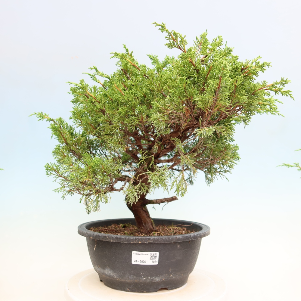 Bonsaï d'extérieur - Juniperus chinensis Itoigawa-Juniperus chinensis