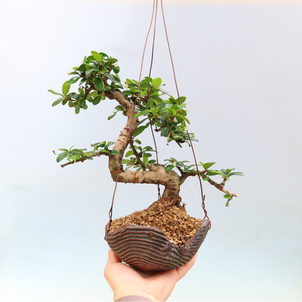 Kokedama en céramique - Tea-fuki - Carmona macrophylla