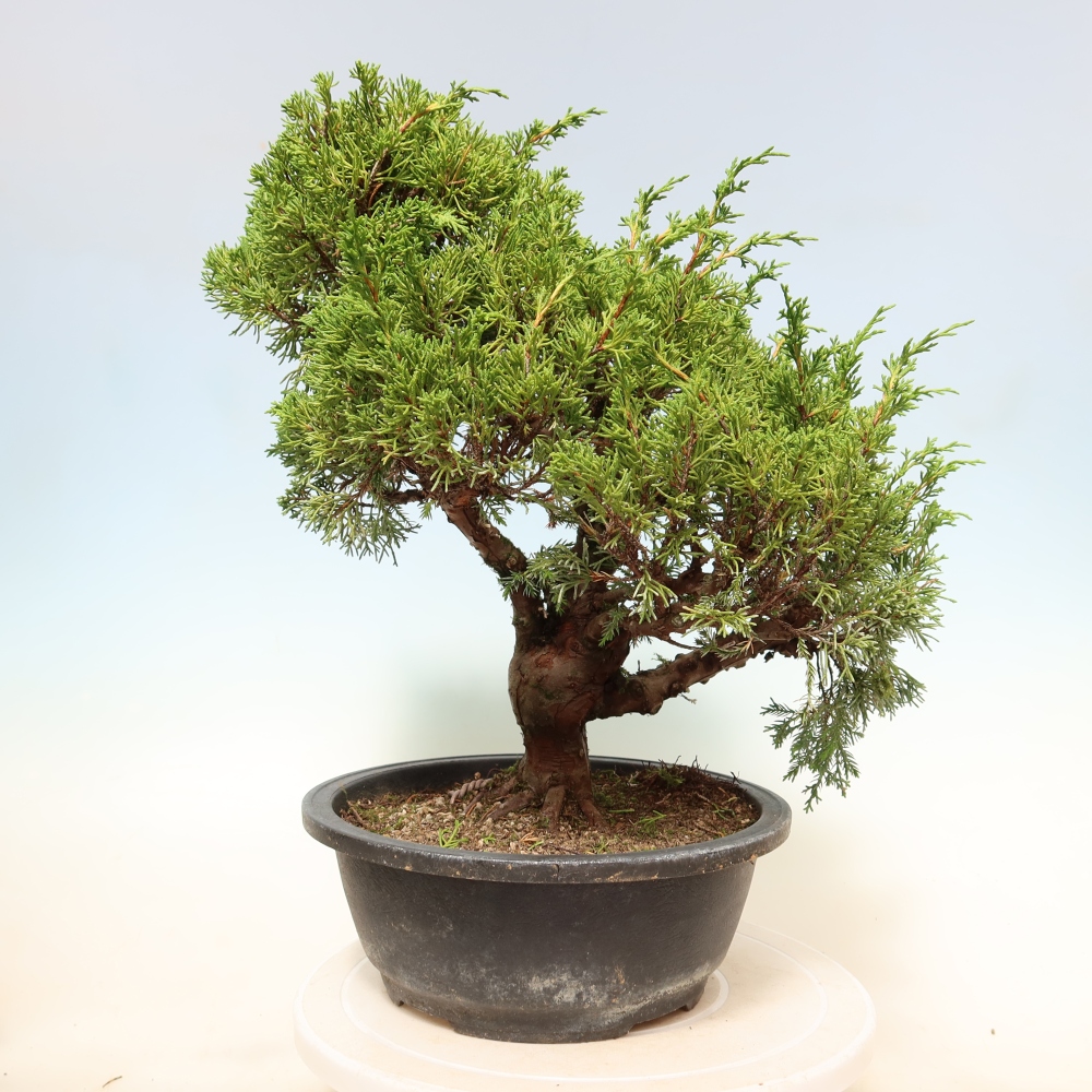 Bonsaï d'extérieur - Juniperus chinensis Itoigawa-Juniperus chinensis