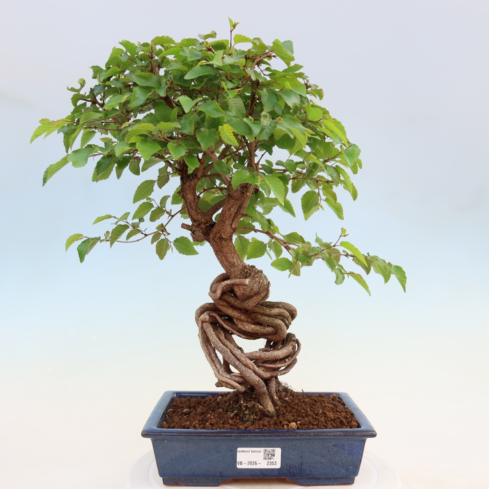 Bonsaï d'extérieur -Carpinus Coreana - Charme de Corée