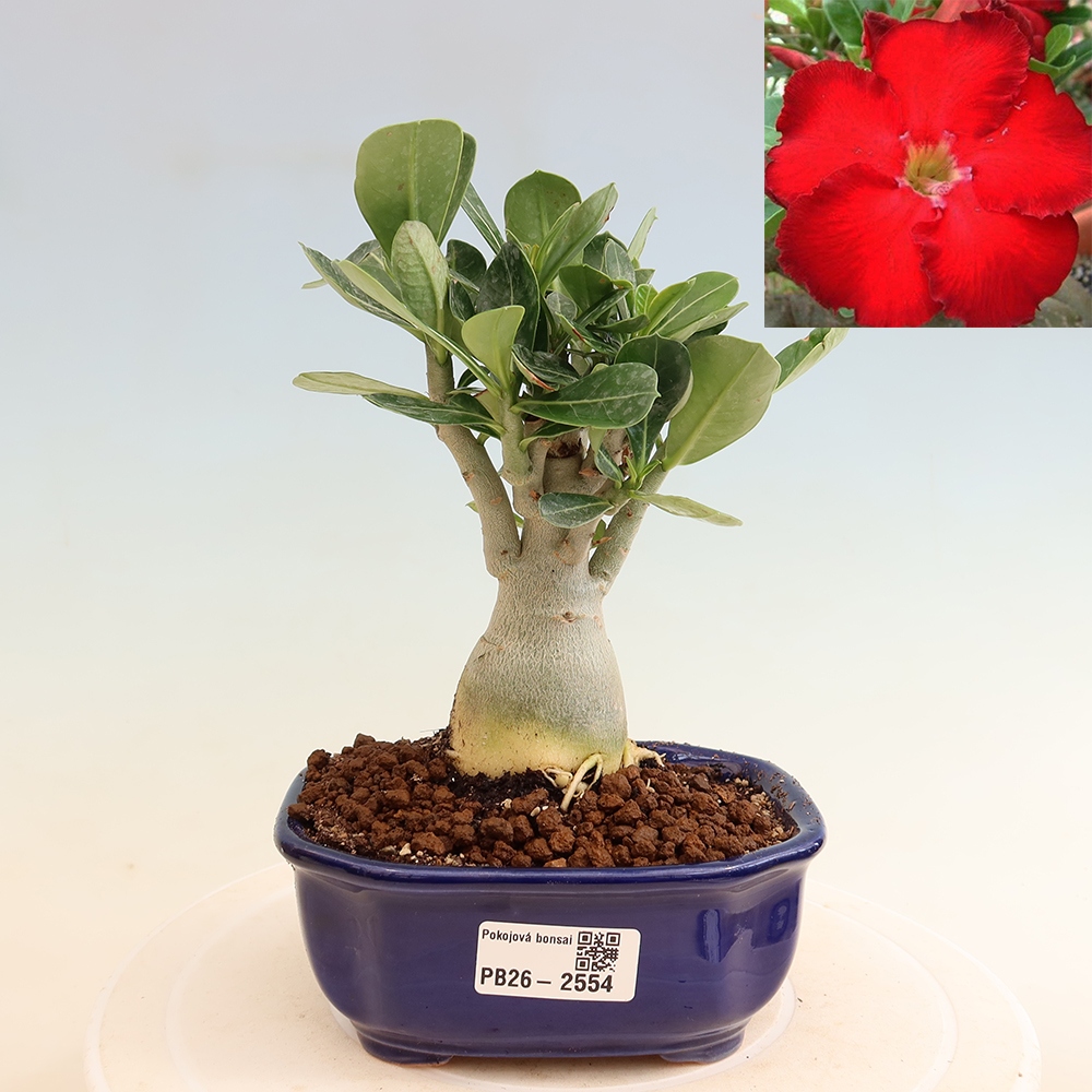 Bonsaï d'intérieur - Adenium obesum Red Star - Rose du désert