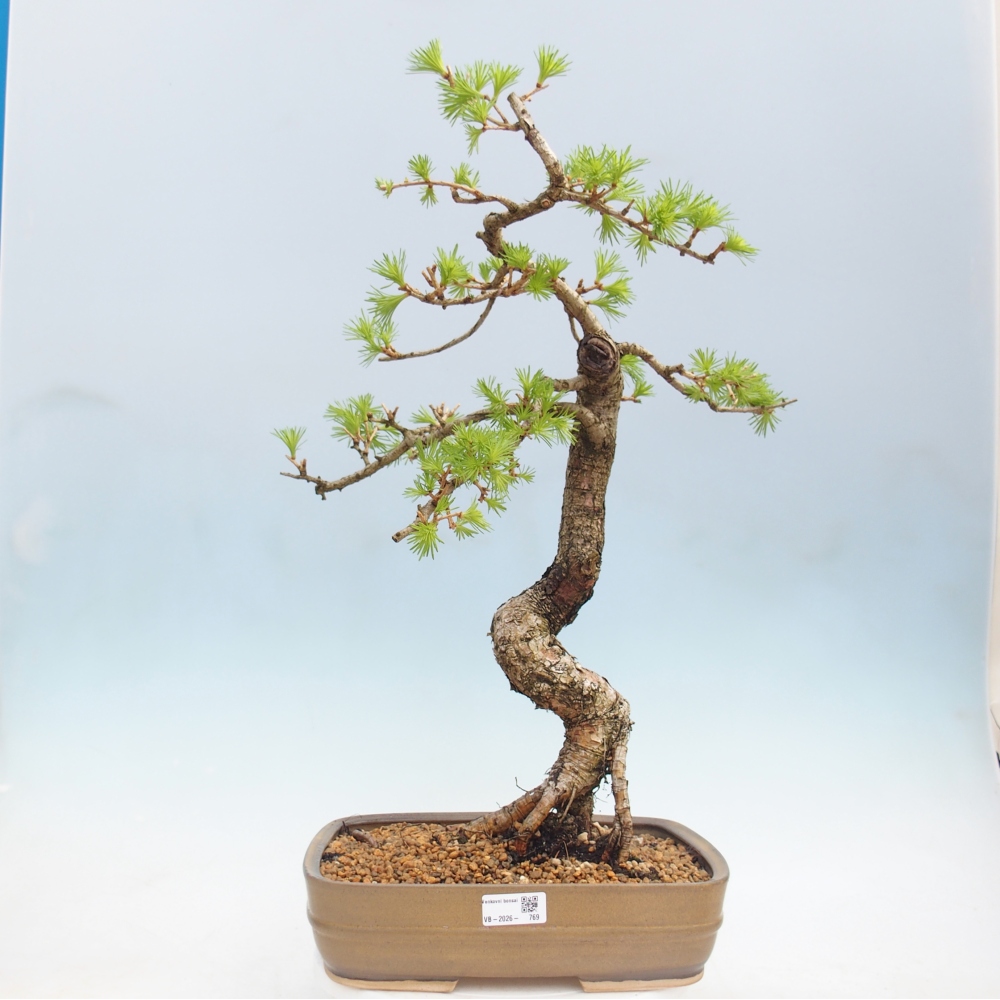 Bonsaï d'extérieur -Larix decidua - Mélèze