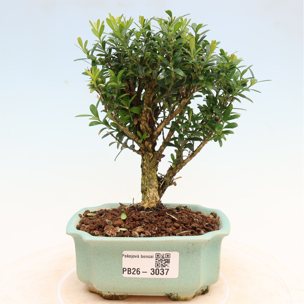 Bonsaï de chambre - Buxus harlandii - buxus liège