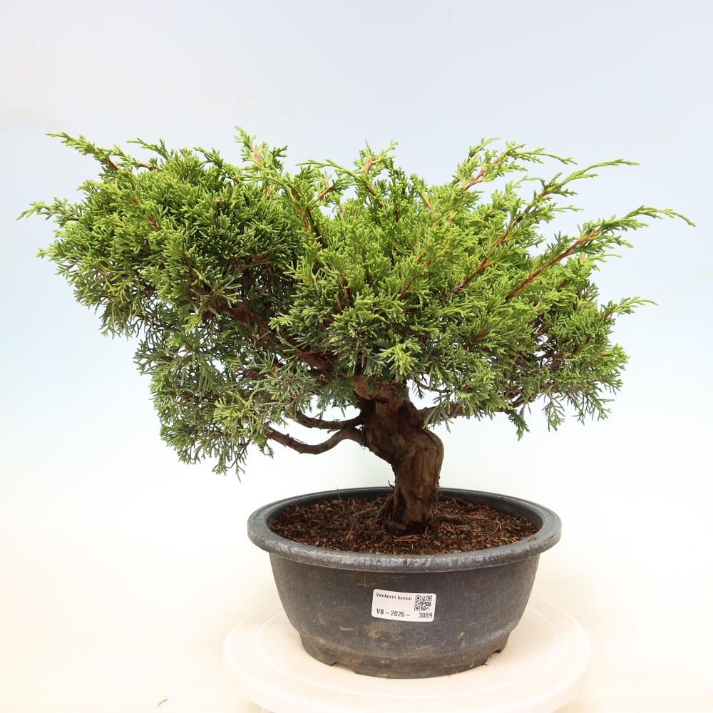Bonsaï d'extérieur - Juniperus chinensis Itoigawa-Juniperus chinensis