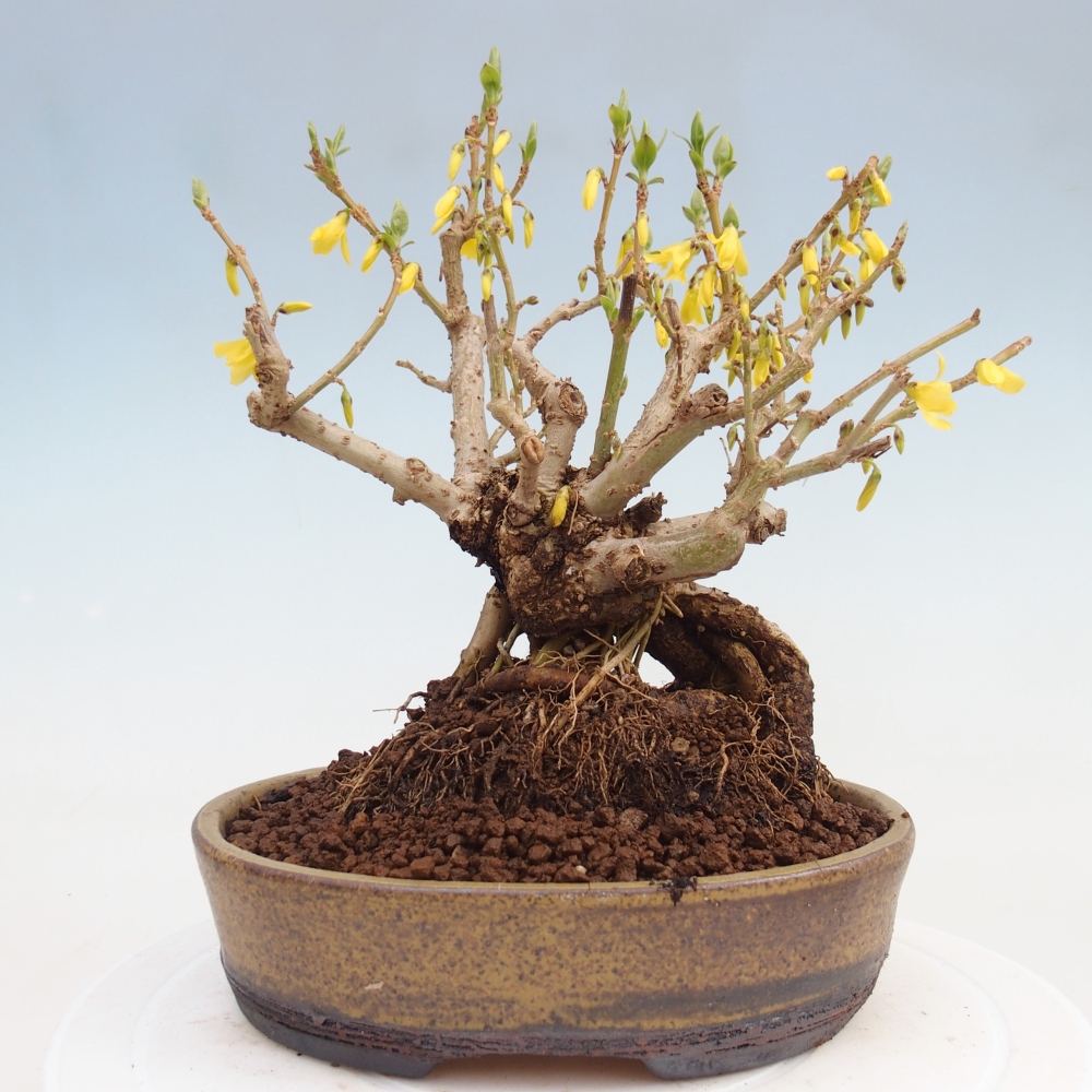 Bonsaï d'extérieur - Zlatice - Forsythia koreana