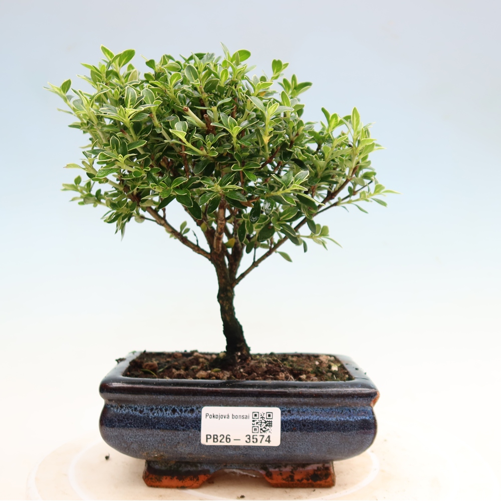 Salle bonsaï - Serissa foetida Variegata - Arbre aux mille étoiles
