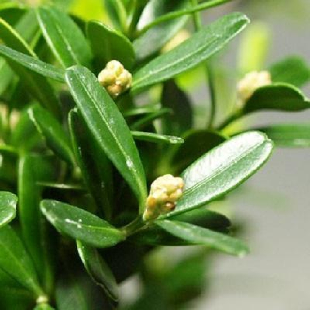 Kokedama avec soucoupe - Buxus harlandii - buis liège  
