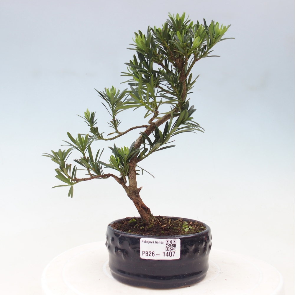 Salle bonsaï - Podocarpus - If en pierre