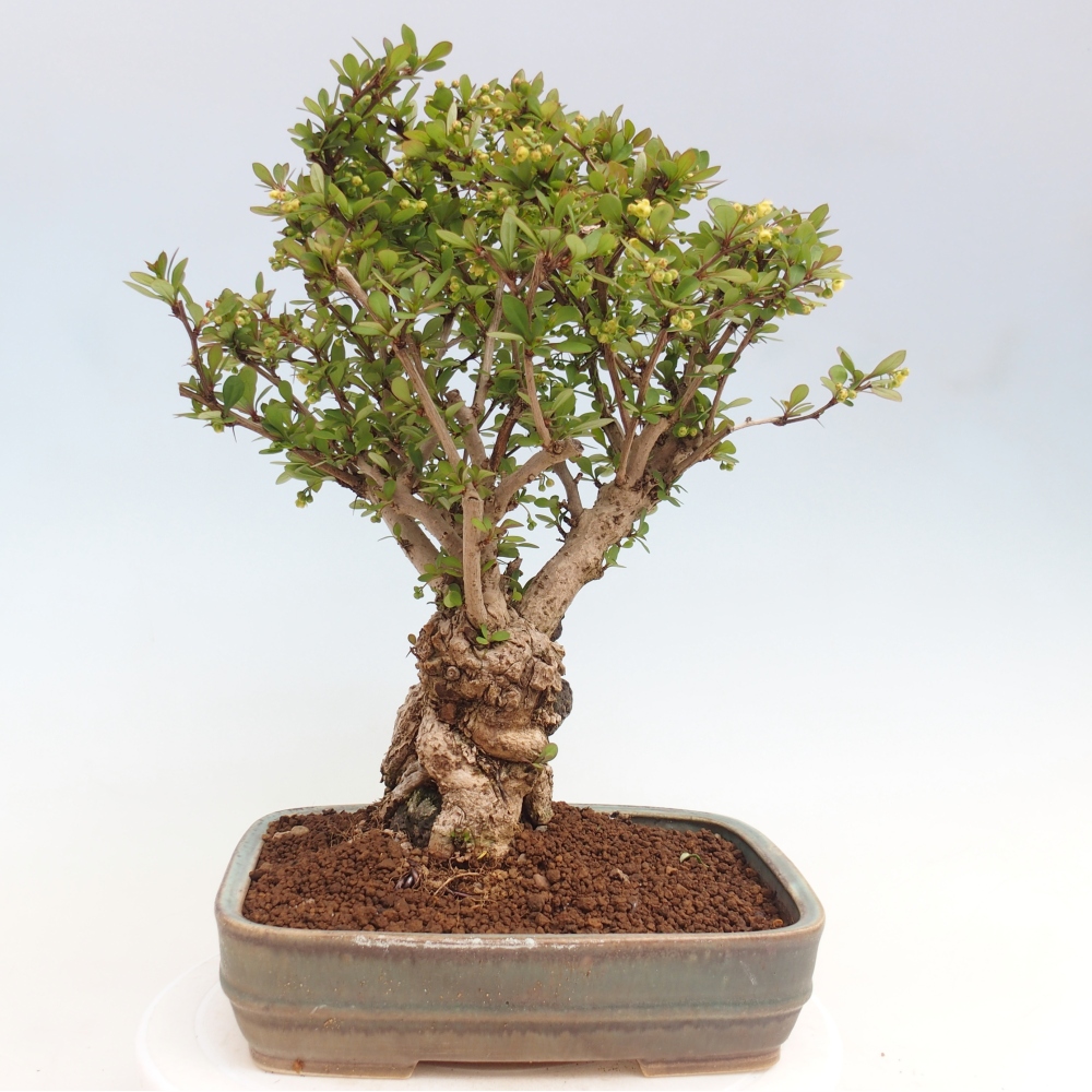 Bonsaï d'extérieur - Berberis coreana