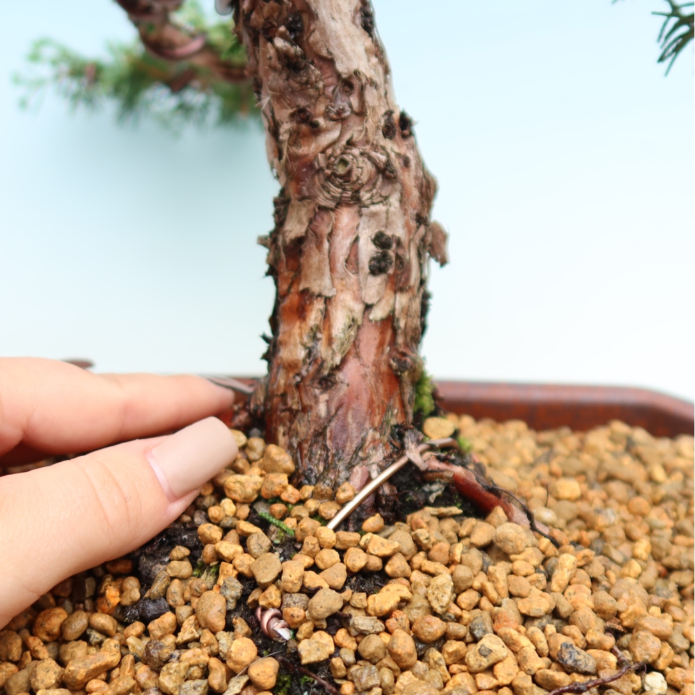 Bonsaï d'extérieur - Juniperus chinensis Kishu