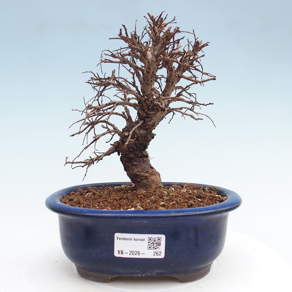 Bonsaï d'extérieur - Zelkova - Zelkova NIRE