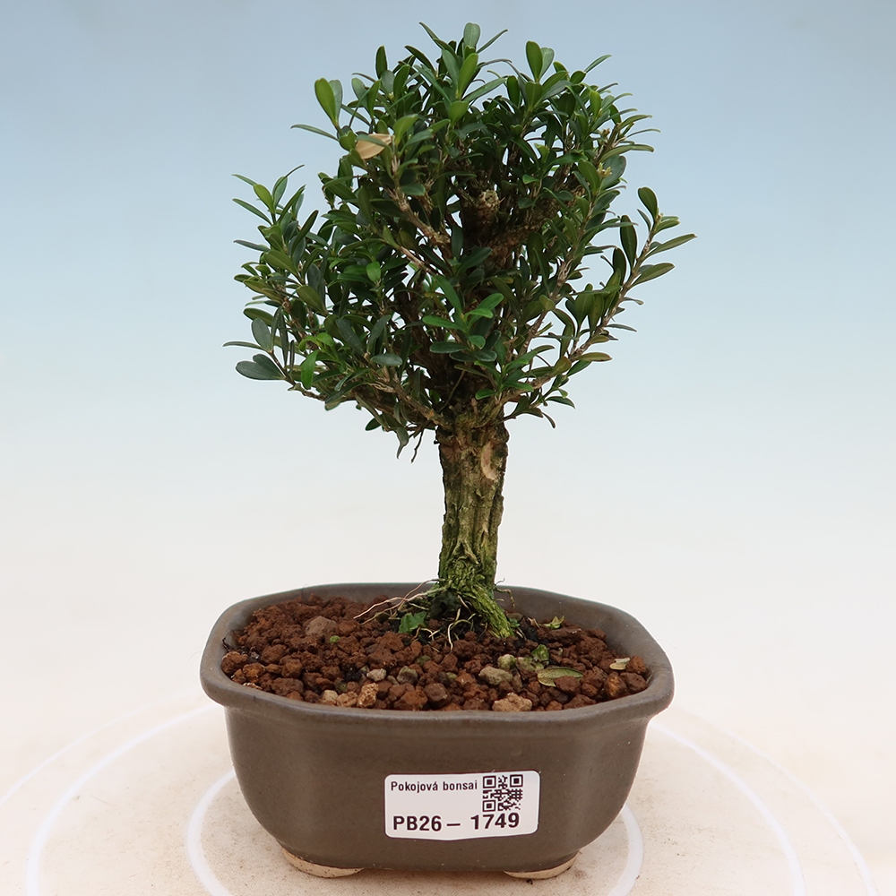Bonsaï de chambre - Buxus harlandii - buxus liège