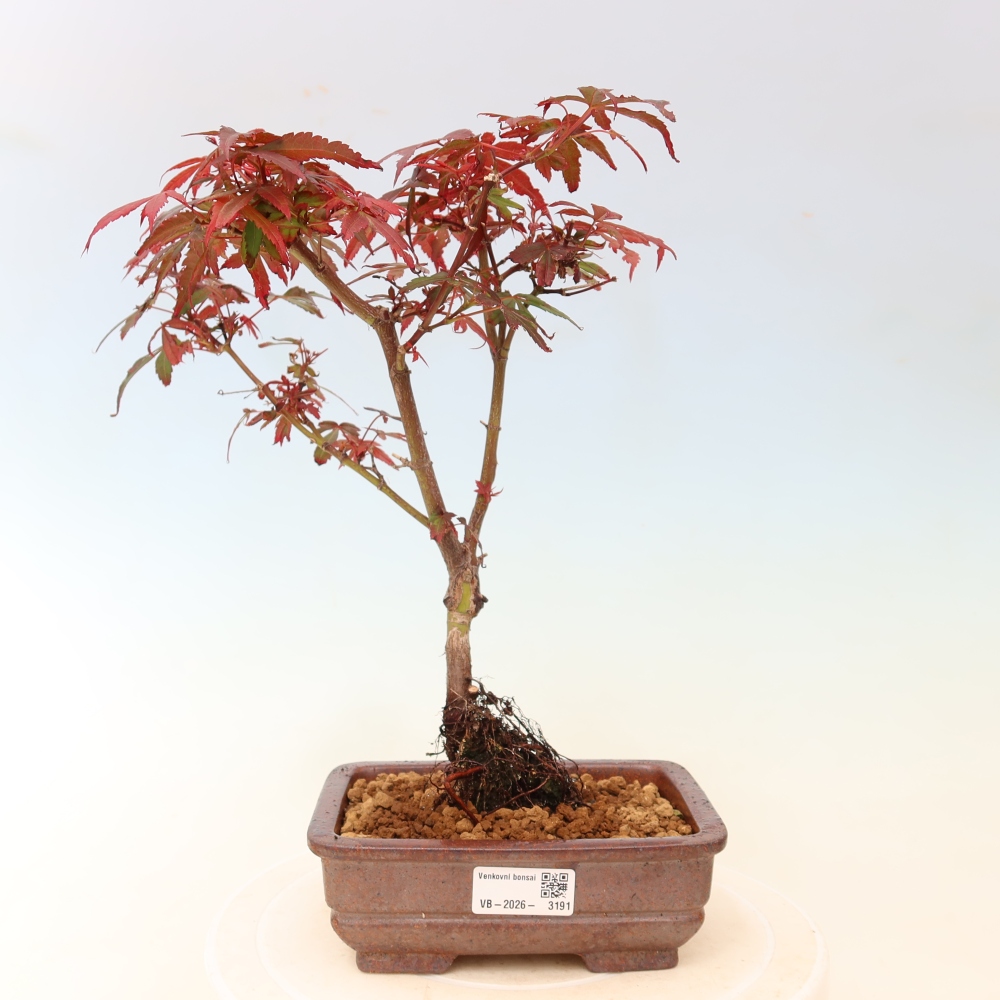 Bonsaï d'extérieur - Érable palmatum  - Acer palmatum Berry Broom 