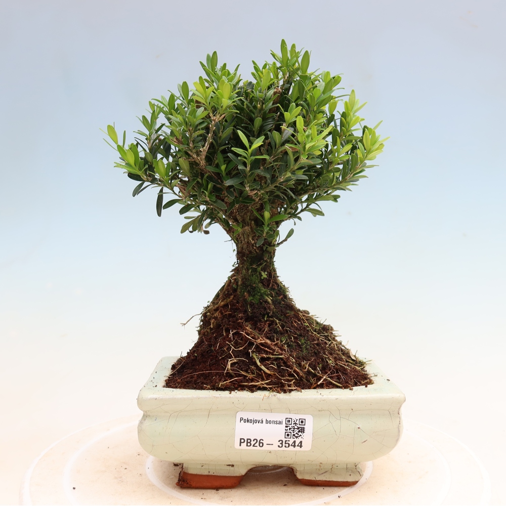 Bonsaï de chambre - Buxus harlandii - buxus liège