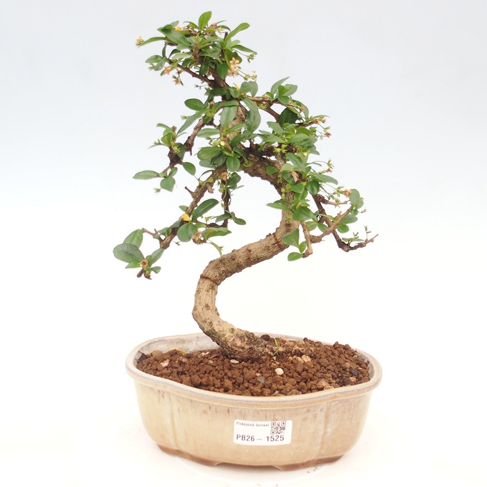 Bonsaï de chambre - Carmona macrophylla - Tea fuki