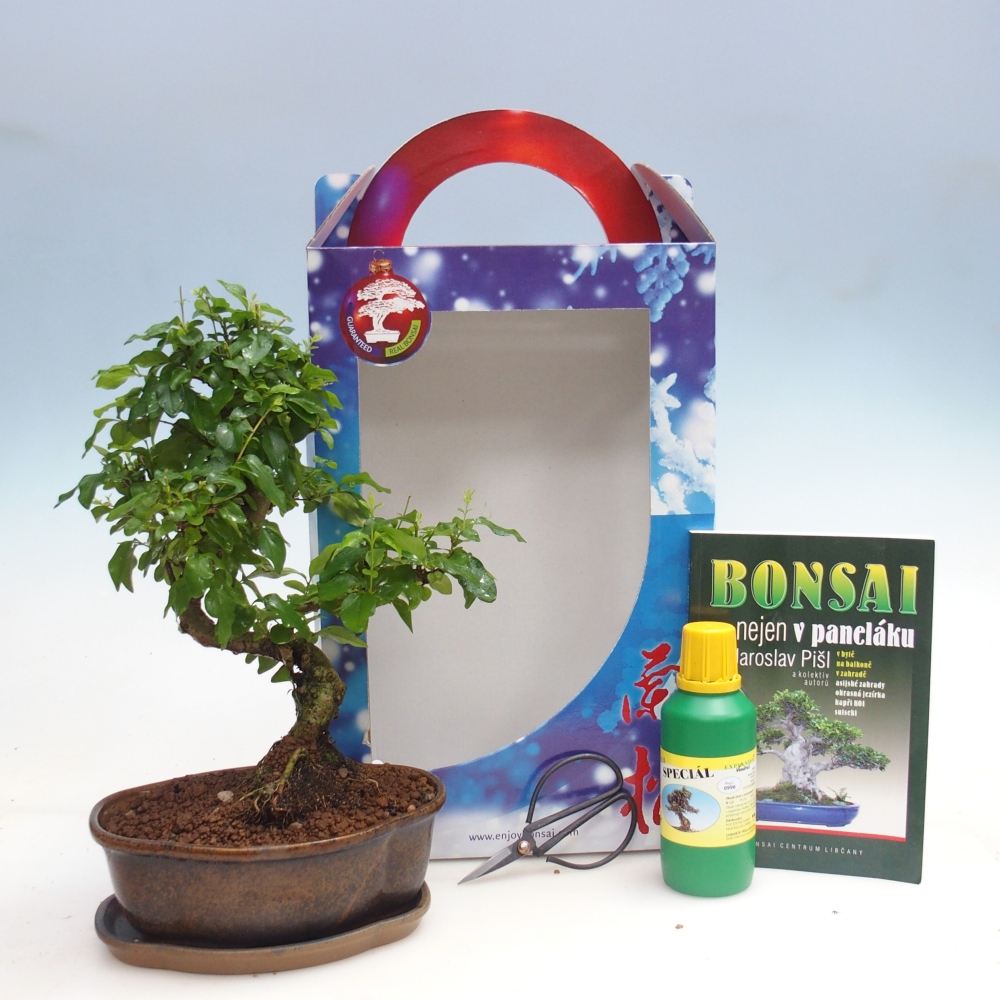 Bonsaï de chambre en boîte cadeau Ligustrum chinensis - Bec d'oiseau