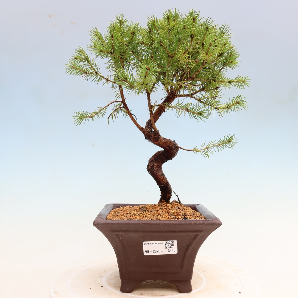Bonsaï d'extérieur - Épicéa glauque - Picea glauca globe