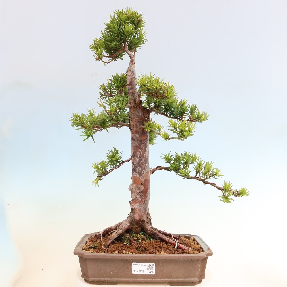 Bonsaï d'extérieur - Taxus cuspidata - If japonais