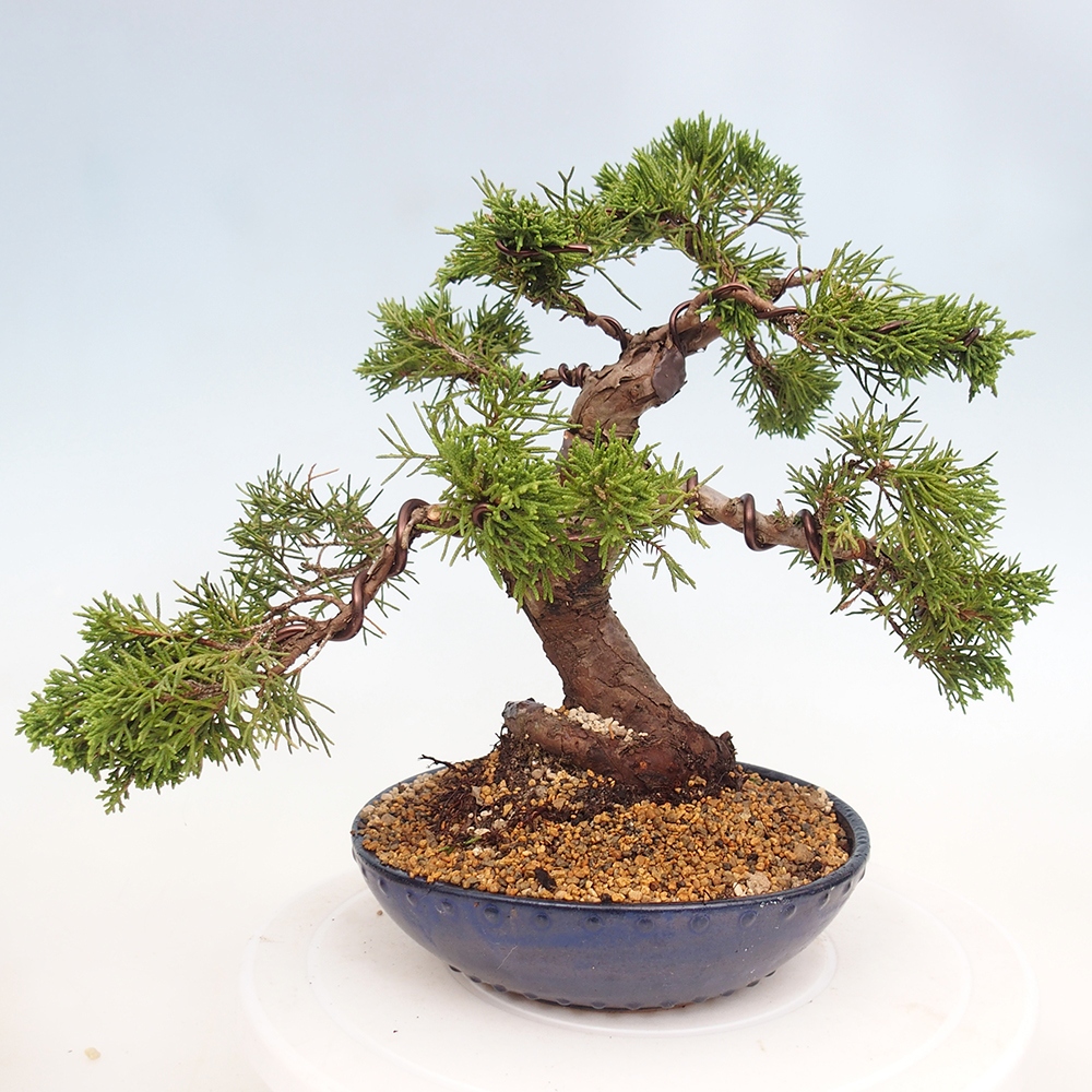 Bonsaï d'extérieur - Juniperus chinensis Itoigawa