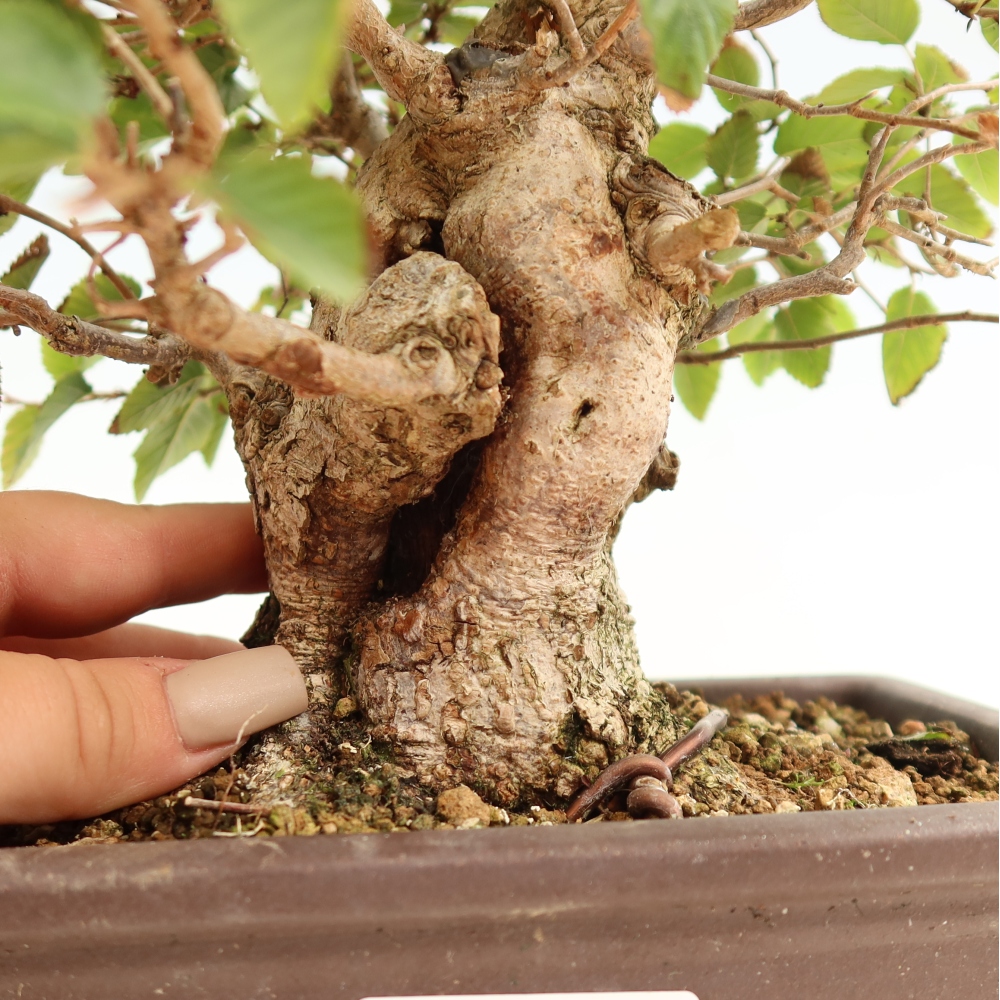 Bonsaï d'extérieur -Carpinus CARPINOIDES - Charme de Corée