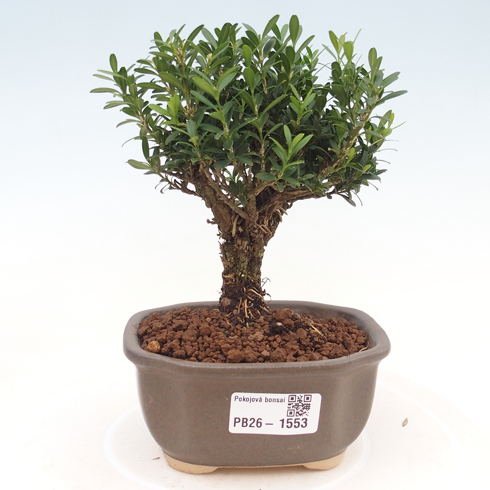Bonsaï de chambre - Buxus harlandii - buxus liège