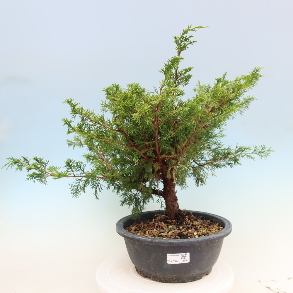 Bonsaï d'extérieur - Juniperus chinensis Itoigawa